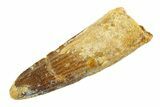 Fossil Spinosaurus Tooth - Real Dinosaur Tooth #354732-1